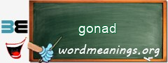 WordMeaning blackboard for gonad